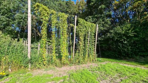 Hoptuin 2020